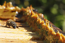 220px-propolis_in_beehives.jpg Thumbnail