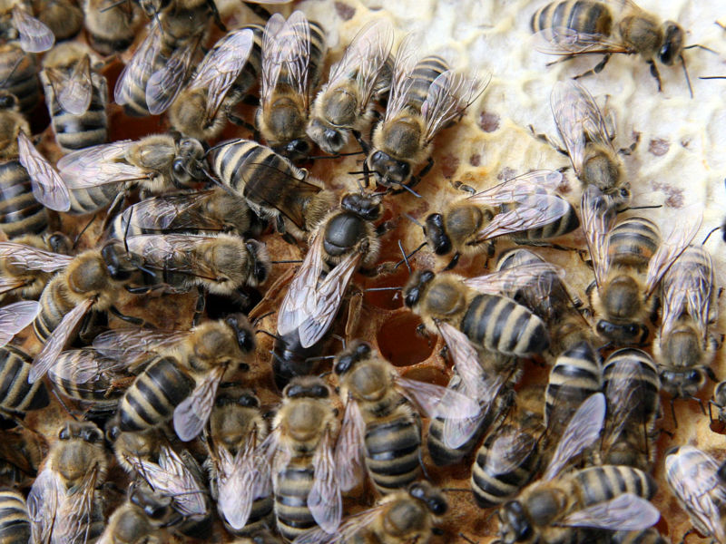 bienenkoenigin3.jpg Thumbnail