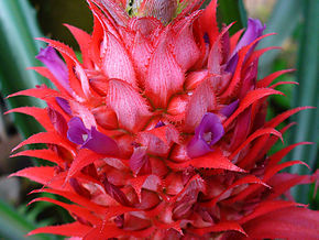 290px-ananas_comosus_003.jpg Thumbnail
